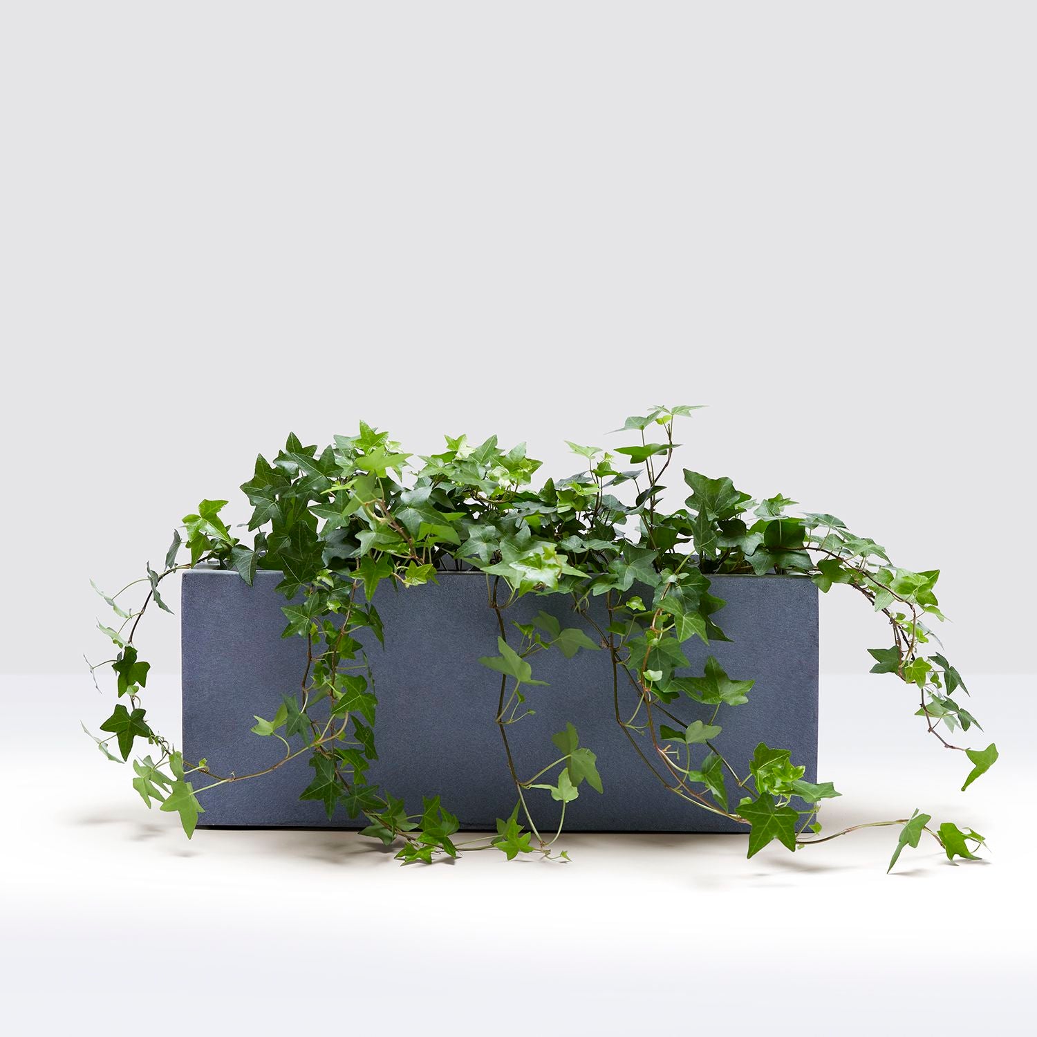 Ivy windowsill set