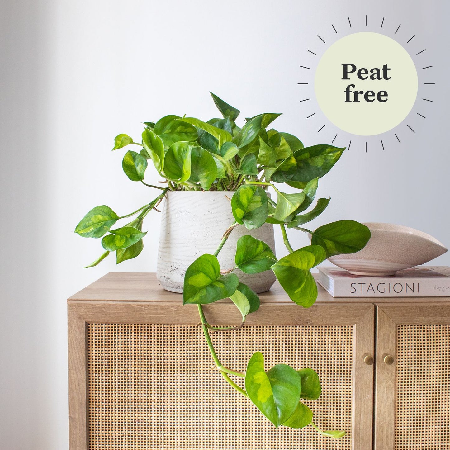 Epipremnum 'Global Green'