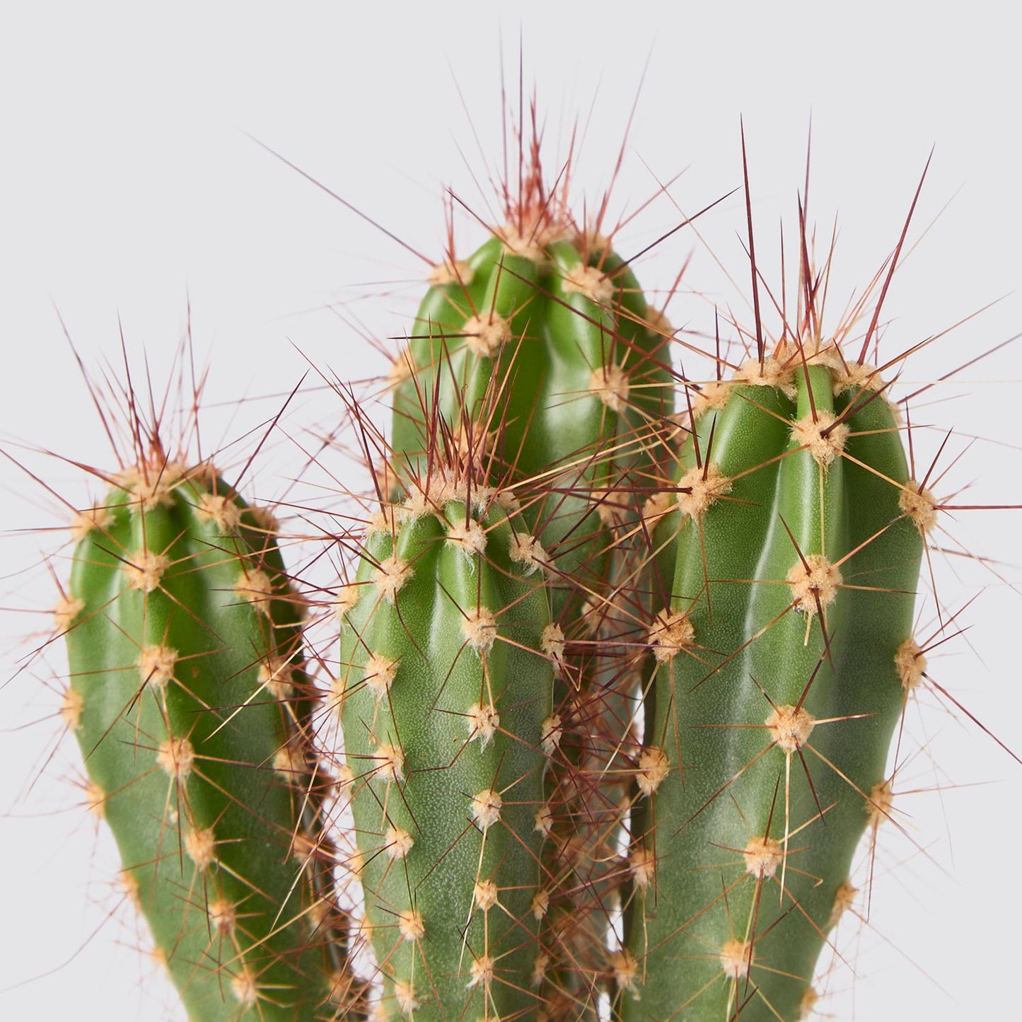Neoraimondia herzogiana