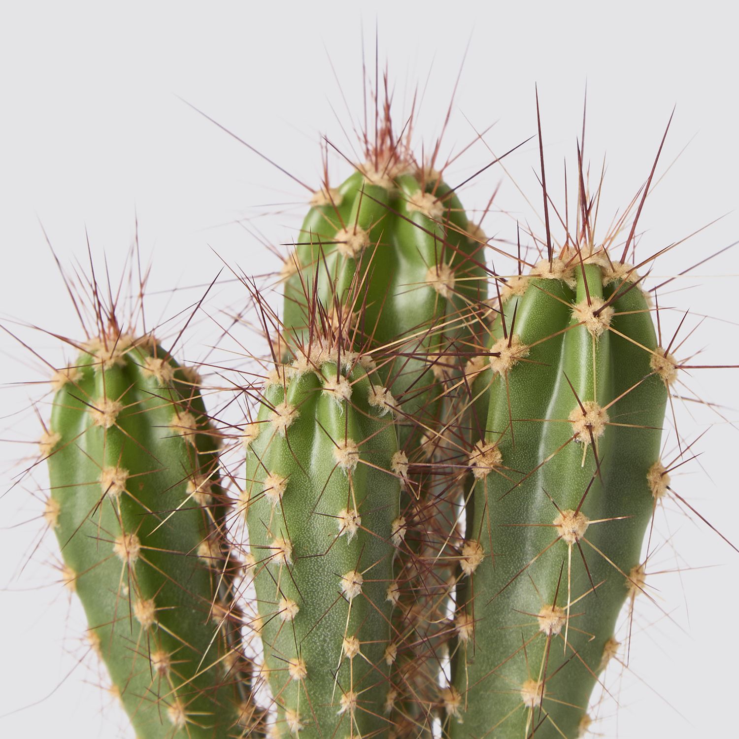 Neoraimondia herzogiana