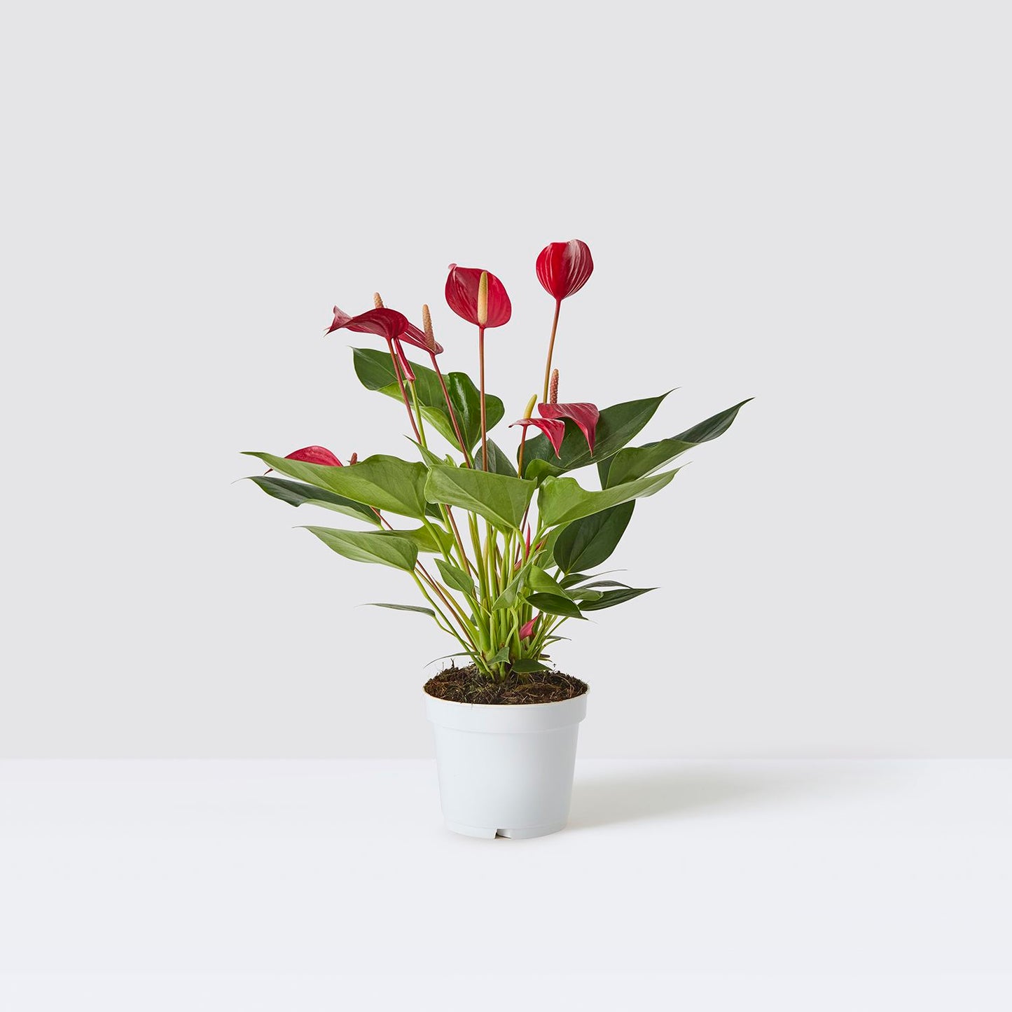 Fleur