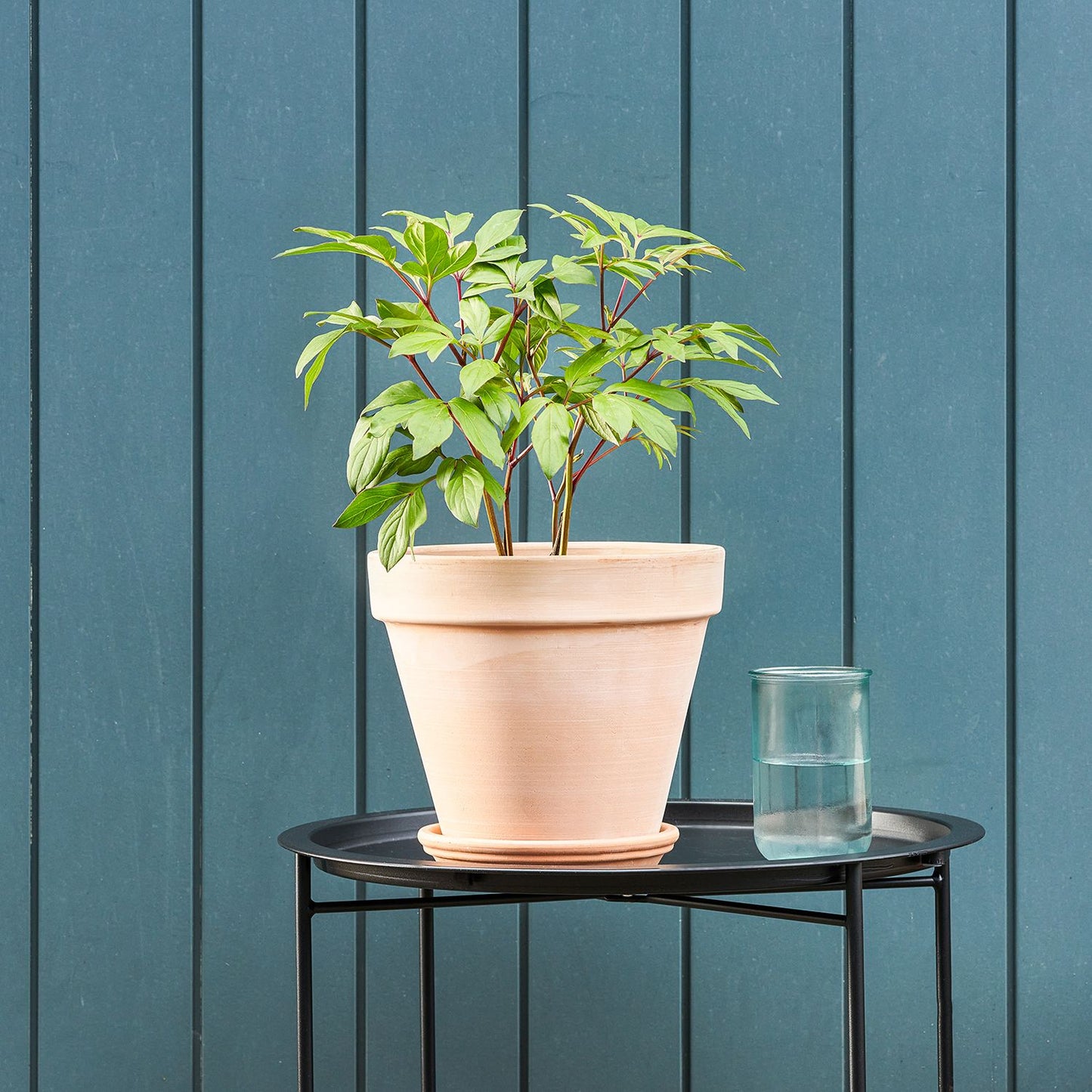 Peony potted roots - white