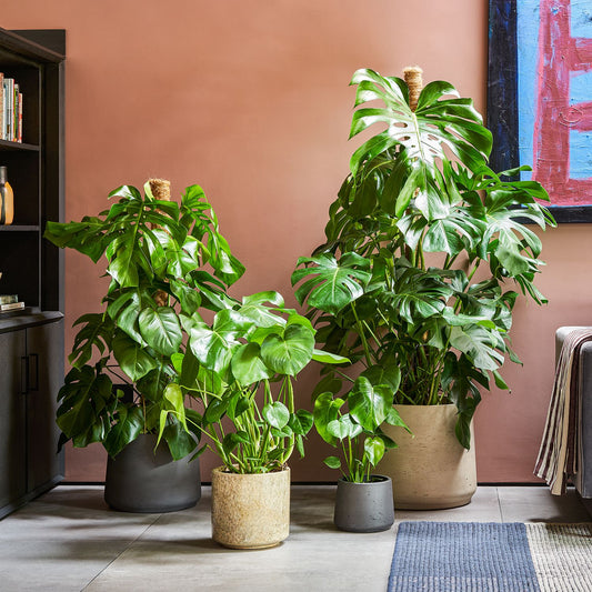 Swiss cheese plant