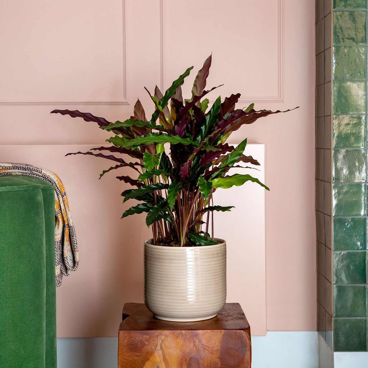 Calathea 'Elgergrass'