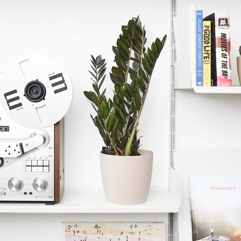 zamioculcas