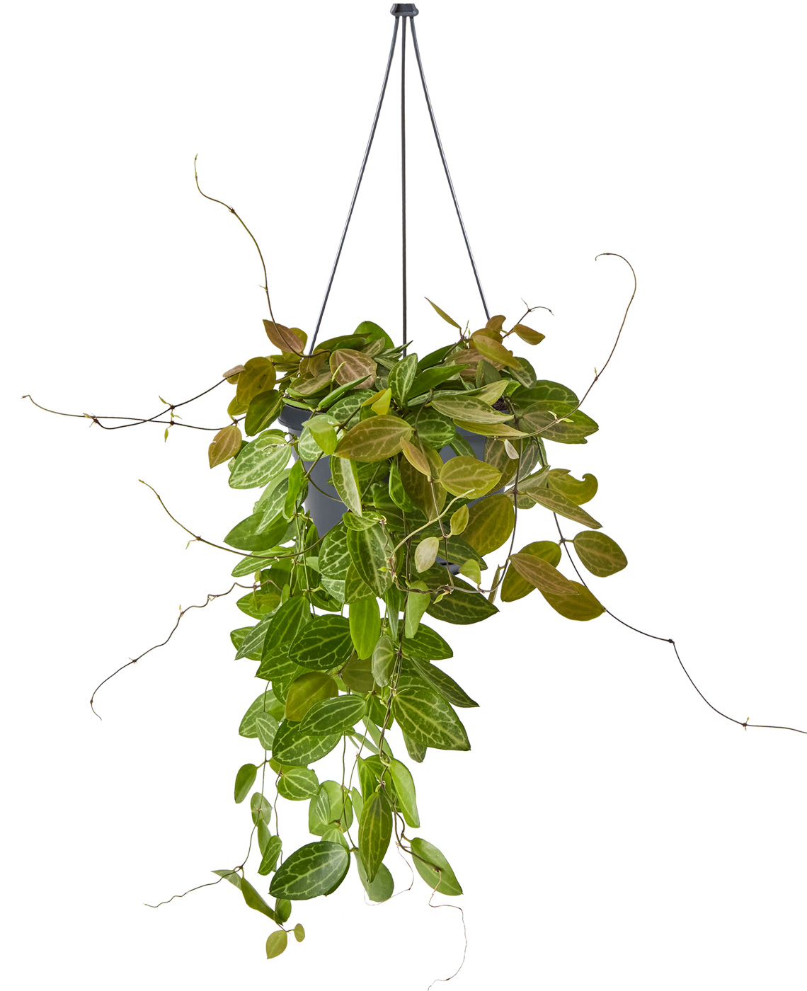 Dischidia ovata
