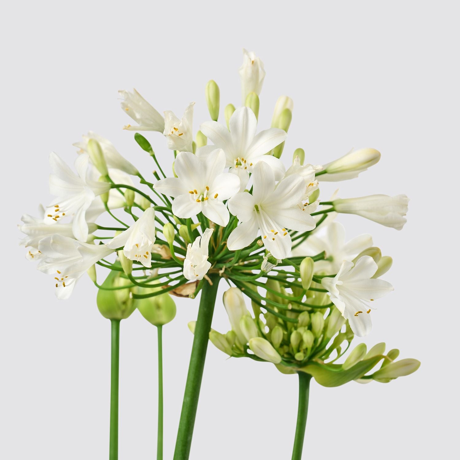 Agapanthus 'fireworks'