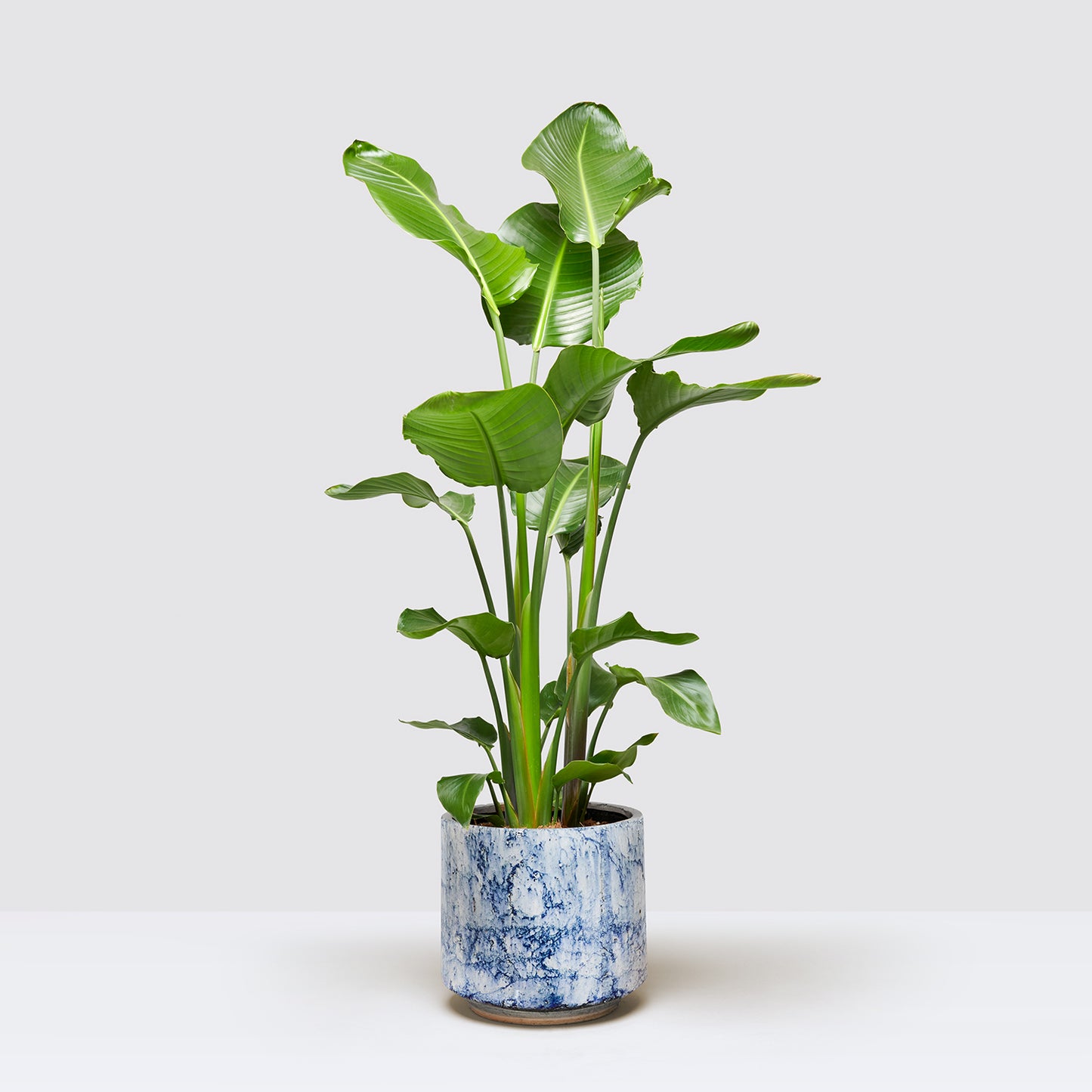 [Selfridges] Nicolau-110-120,-Fracture blue 22