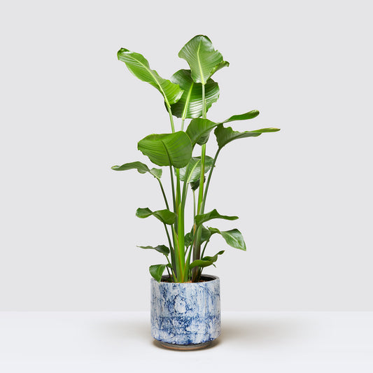 [Selfridges] Nicolau-110-120,-Fracture blue 22