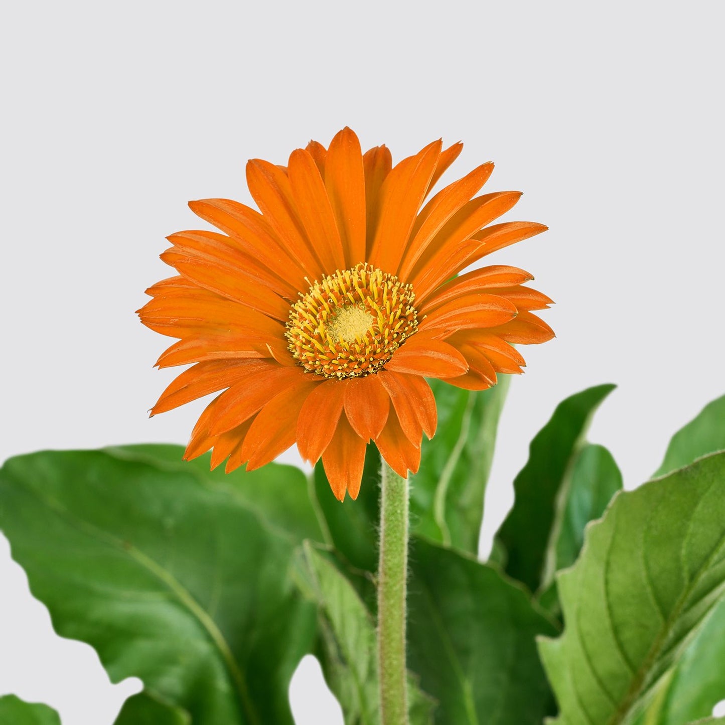 Gerbera - Orange