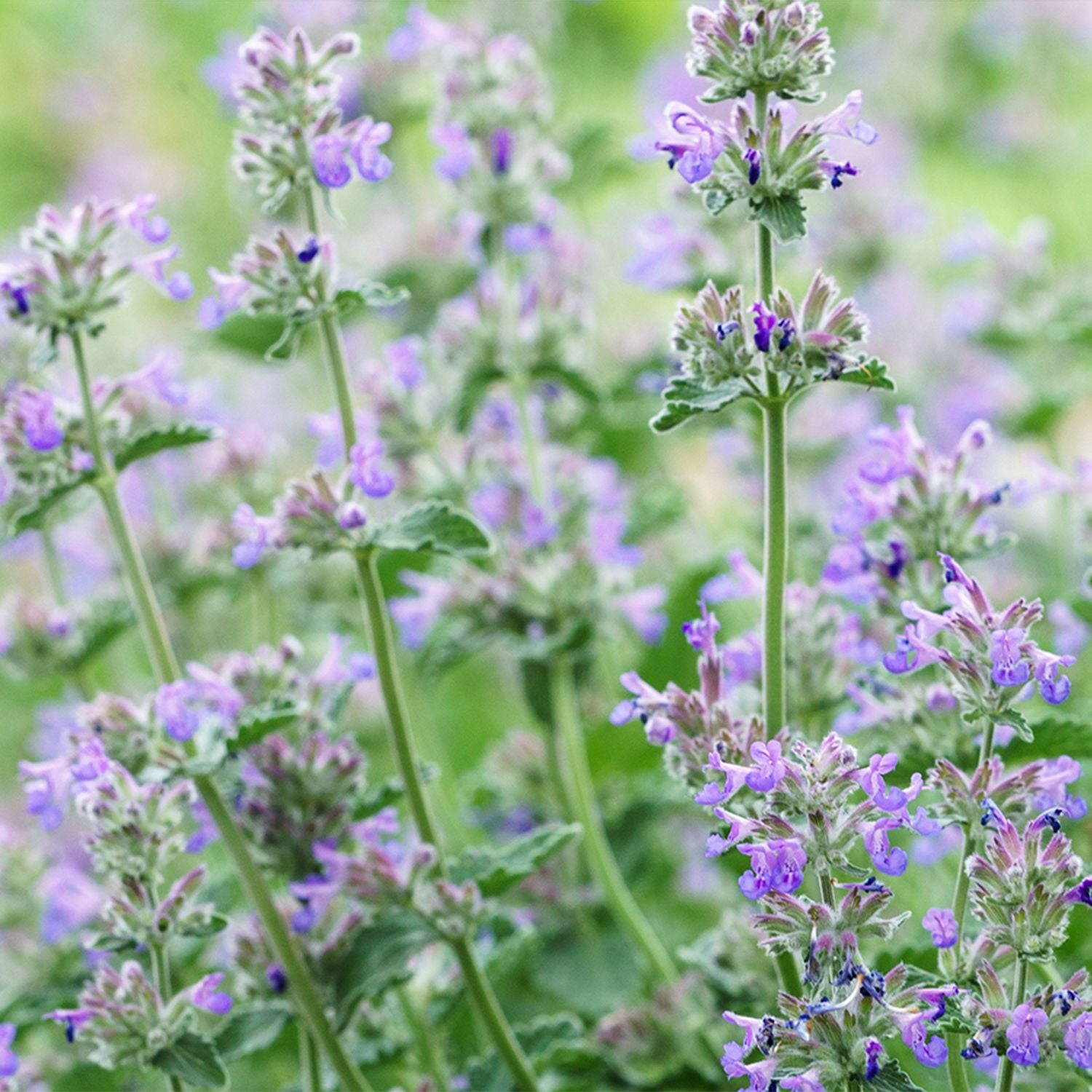 Wild Meadow Seeds Set