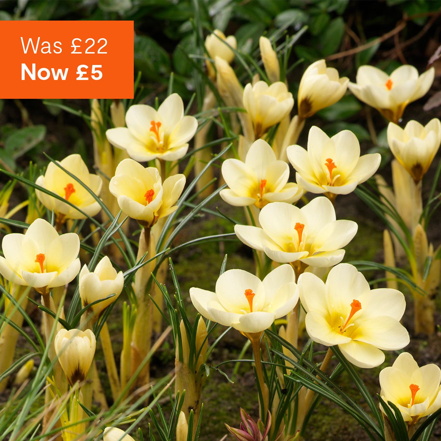 Perfect for Pots spring bulbs