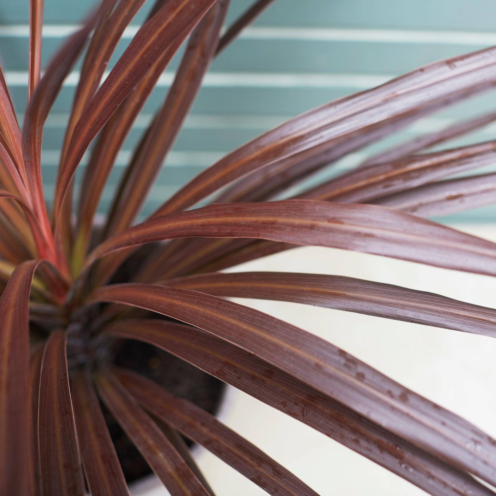 Cordyline red