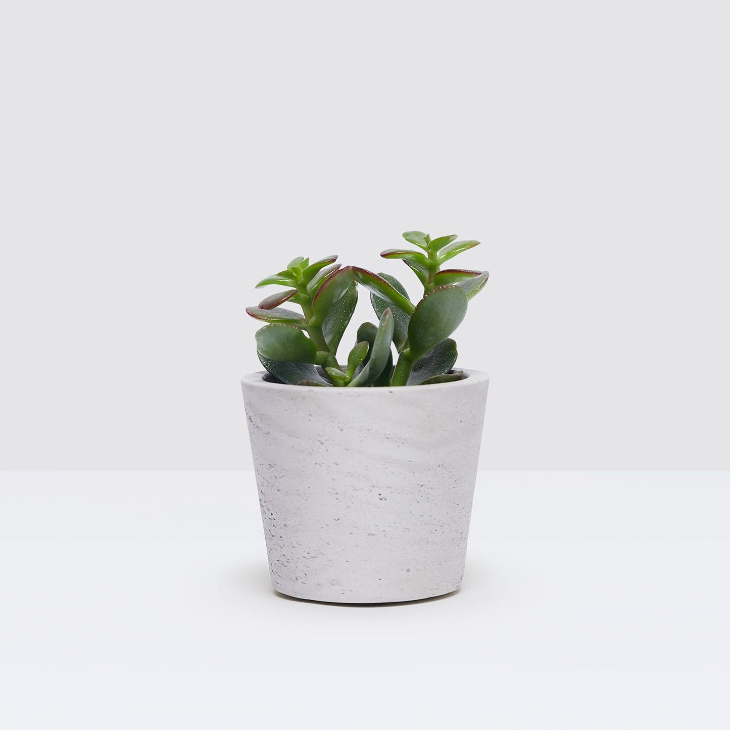 Clay pot
