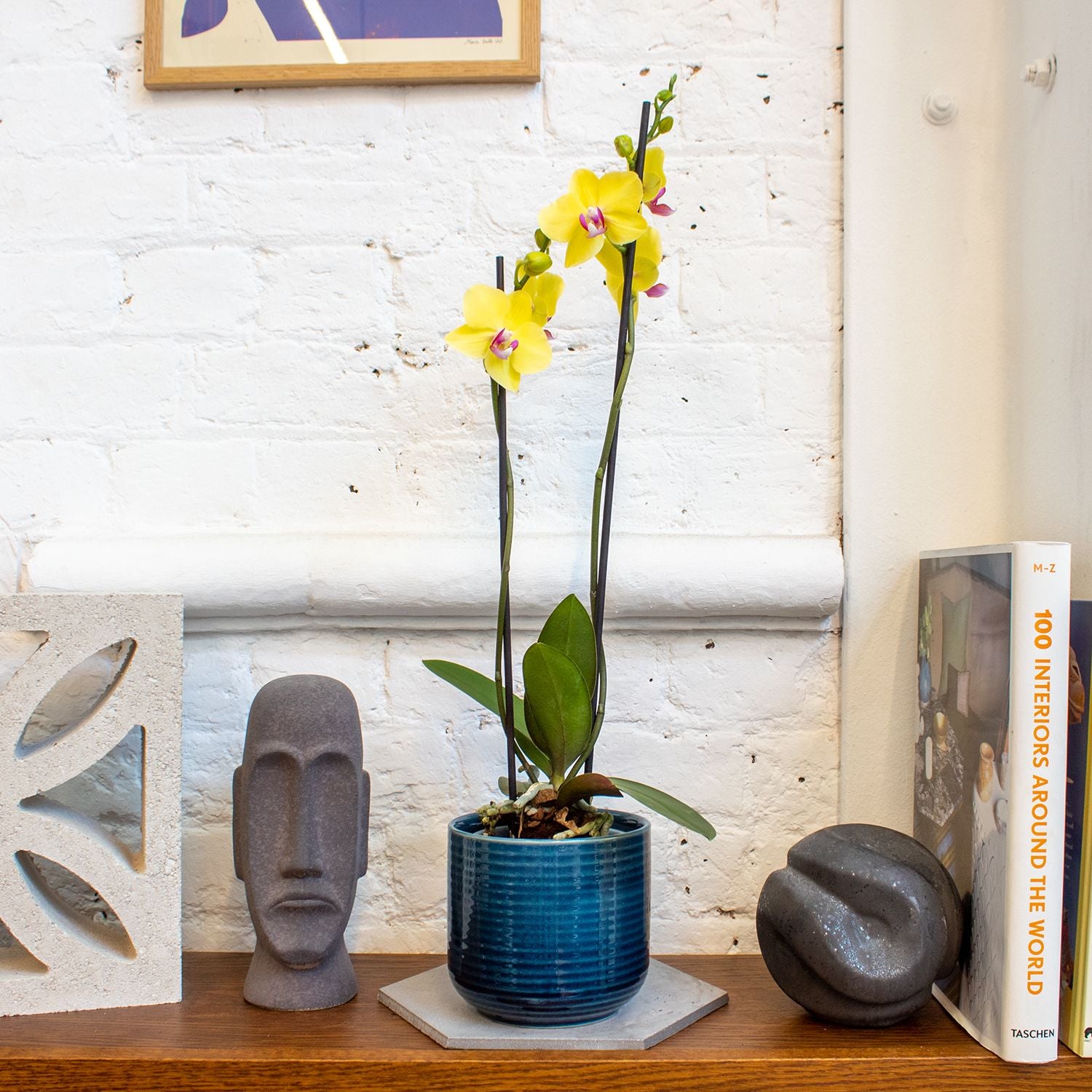 Orchid - yellow