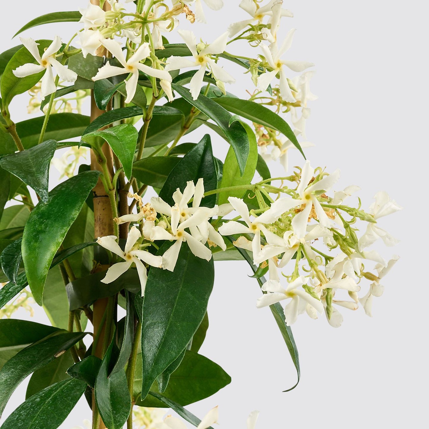 Star Jasmine