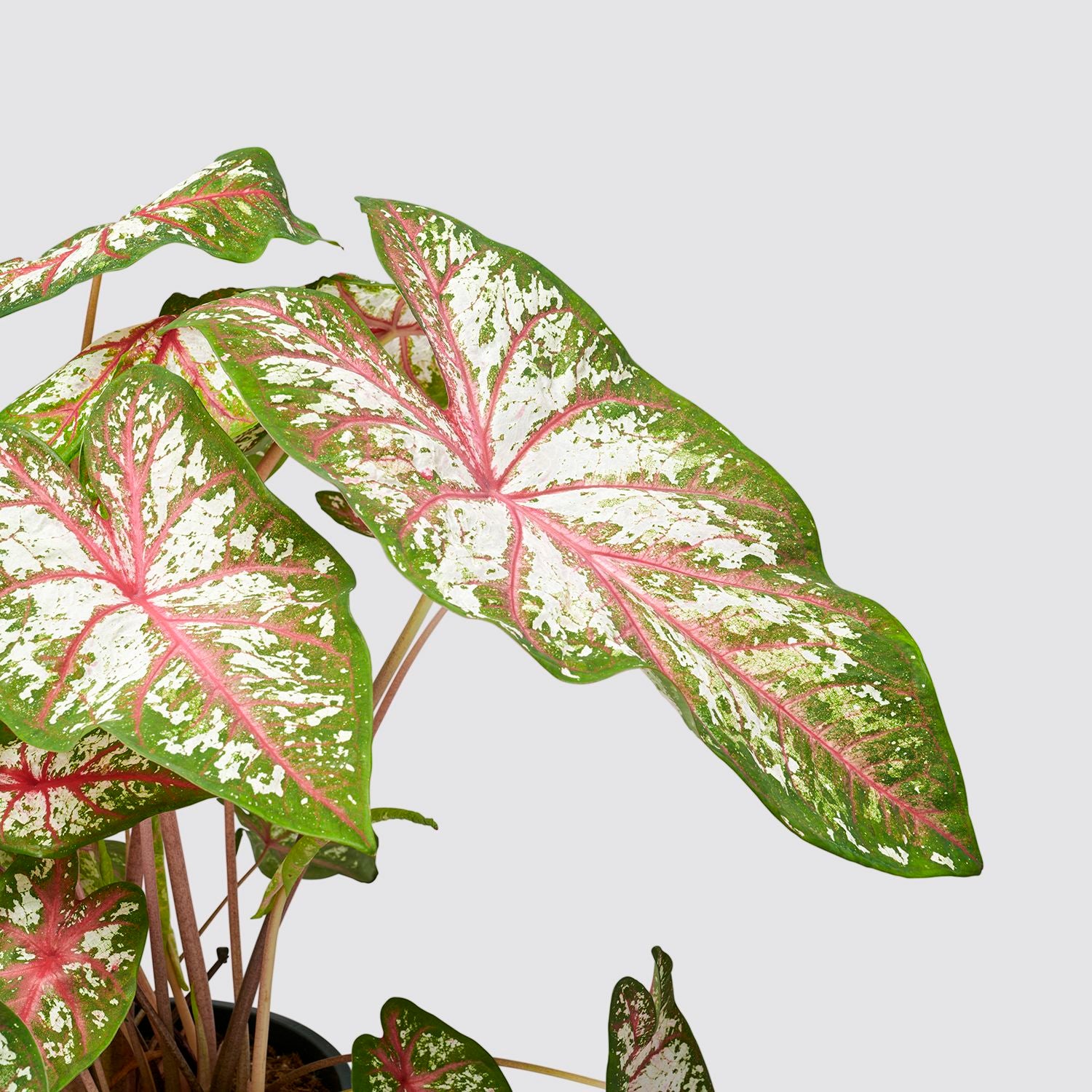 Caladium tapestry