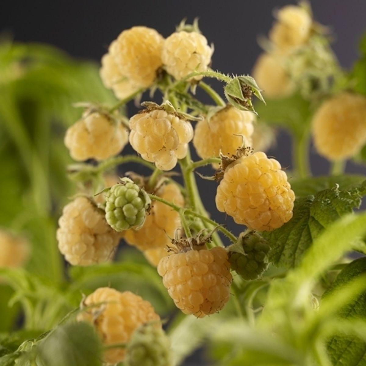 Raspberry - Yellow