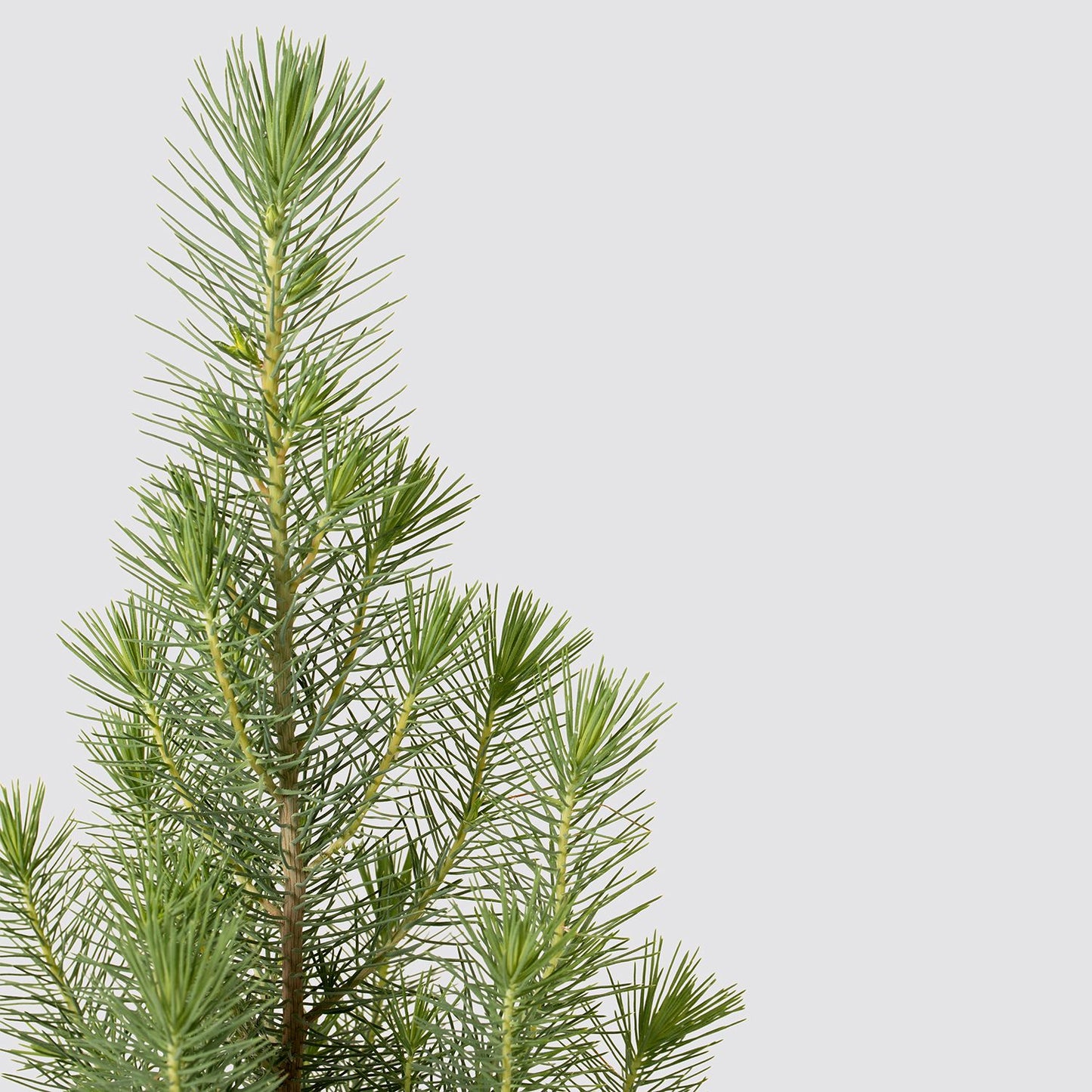 Mini Christmas tree
