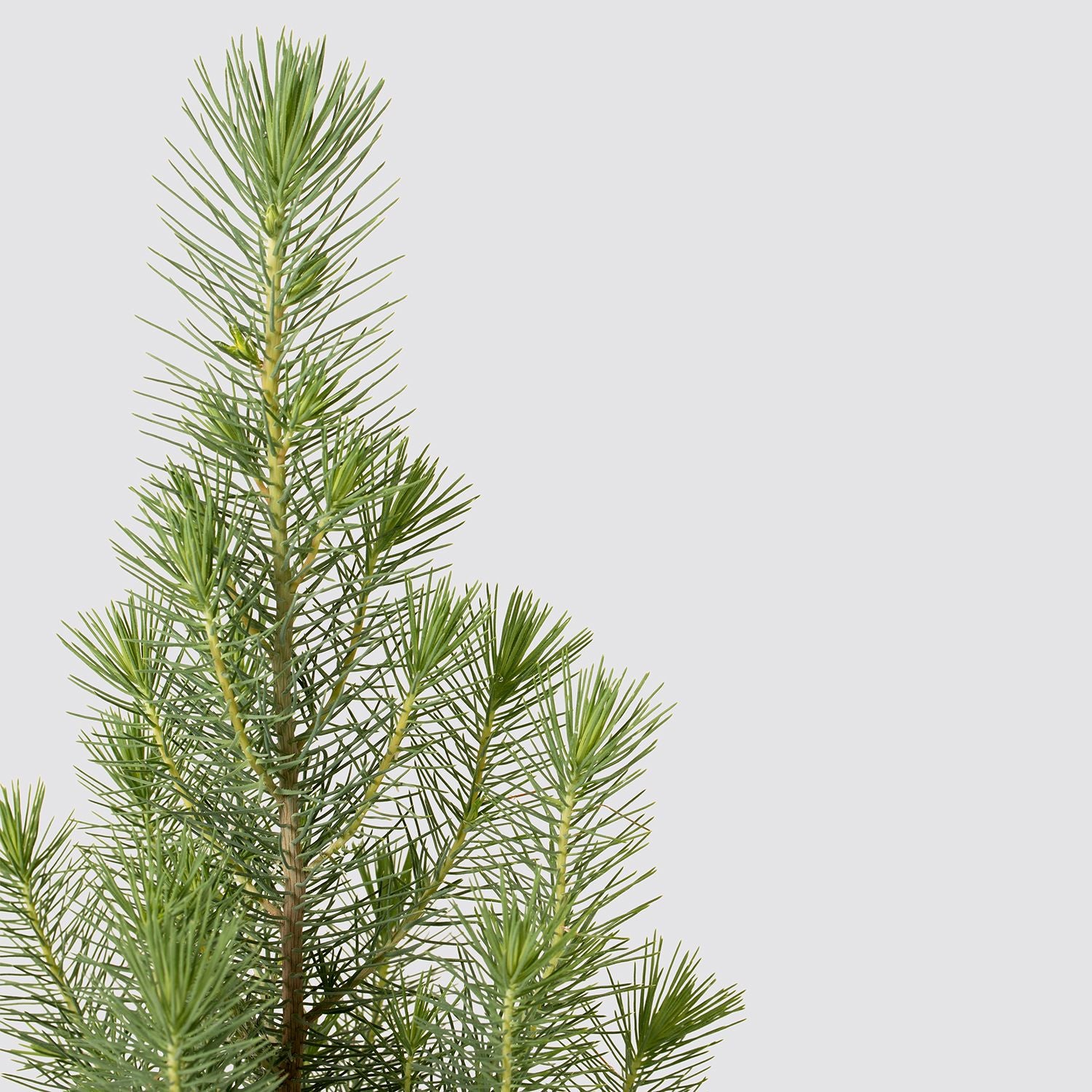 Mini Christmas tree