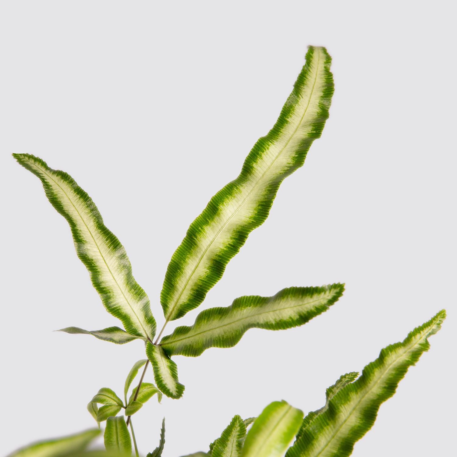 Pteris cretica 'Albolineata'