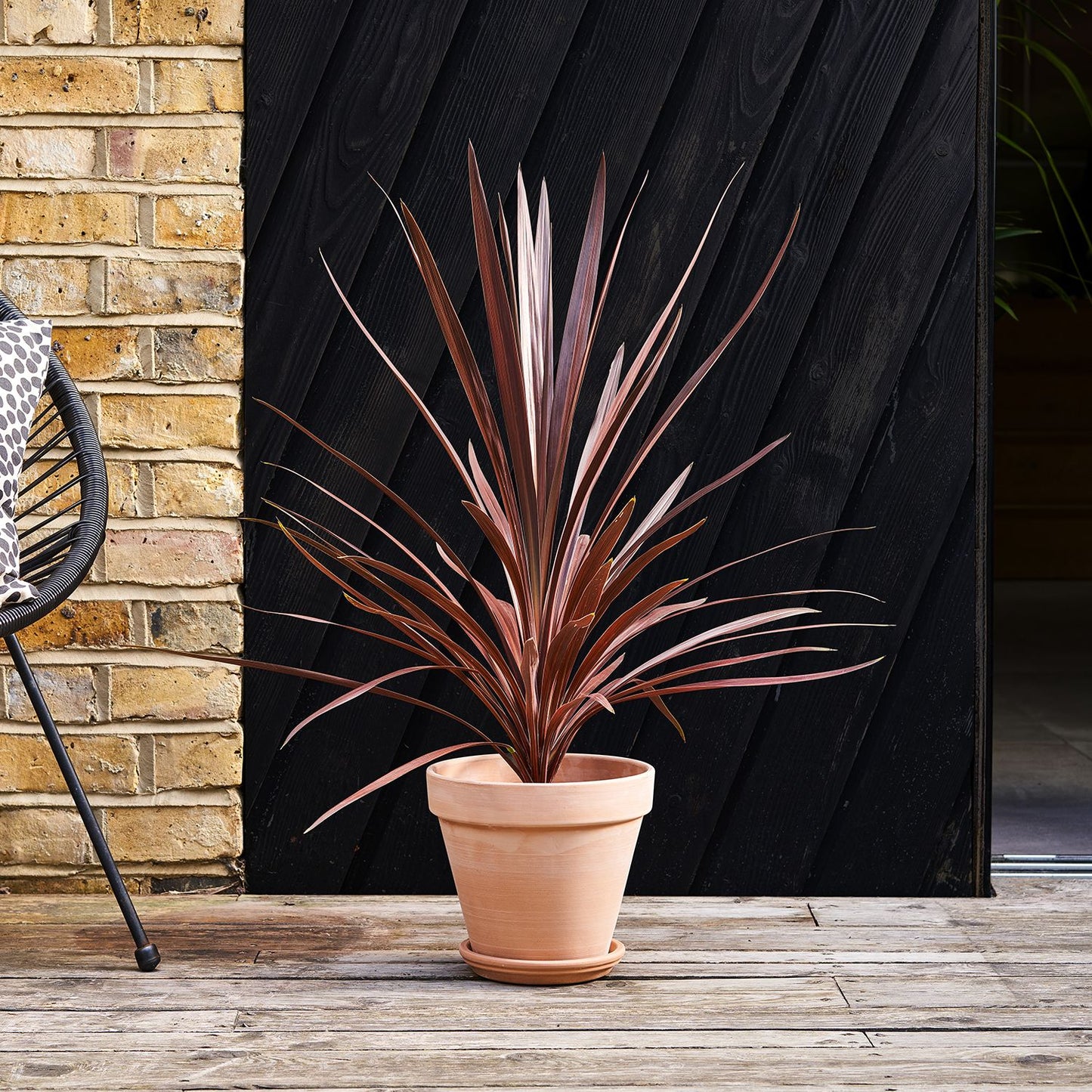 Cordyline red