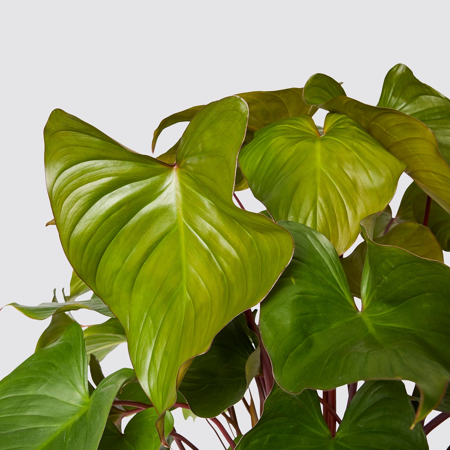 Red shield plant