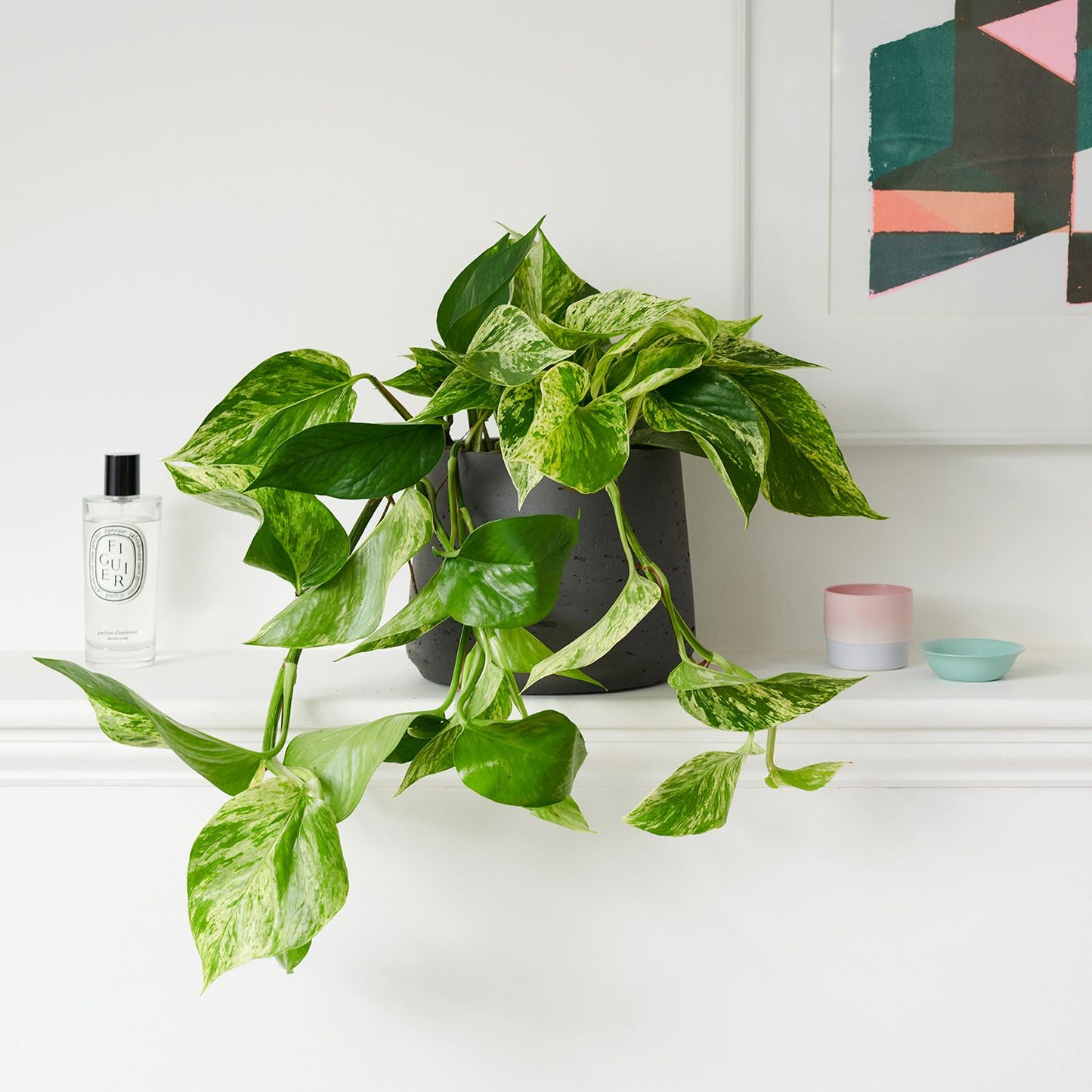 Marble Queen pothos