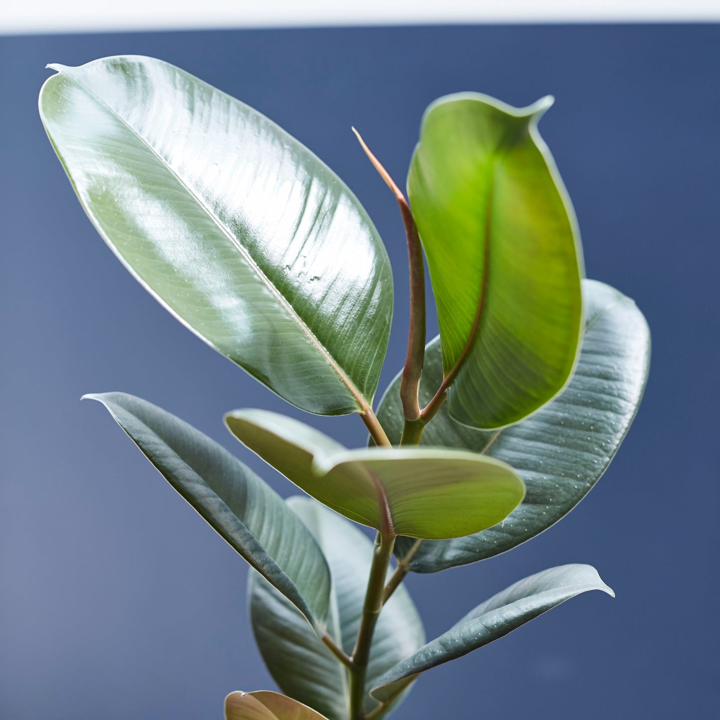 Rubber plant