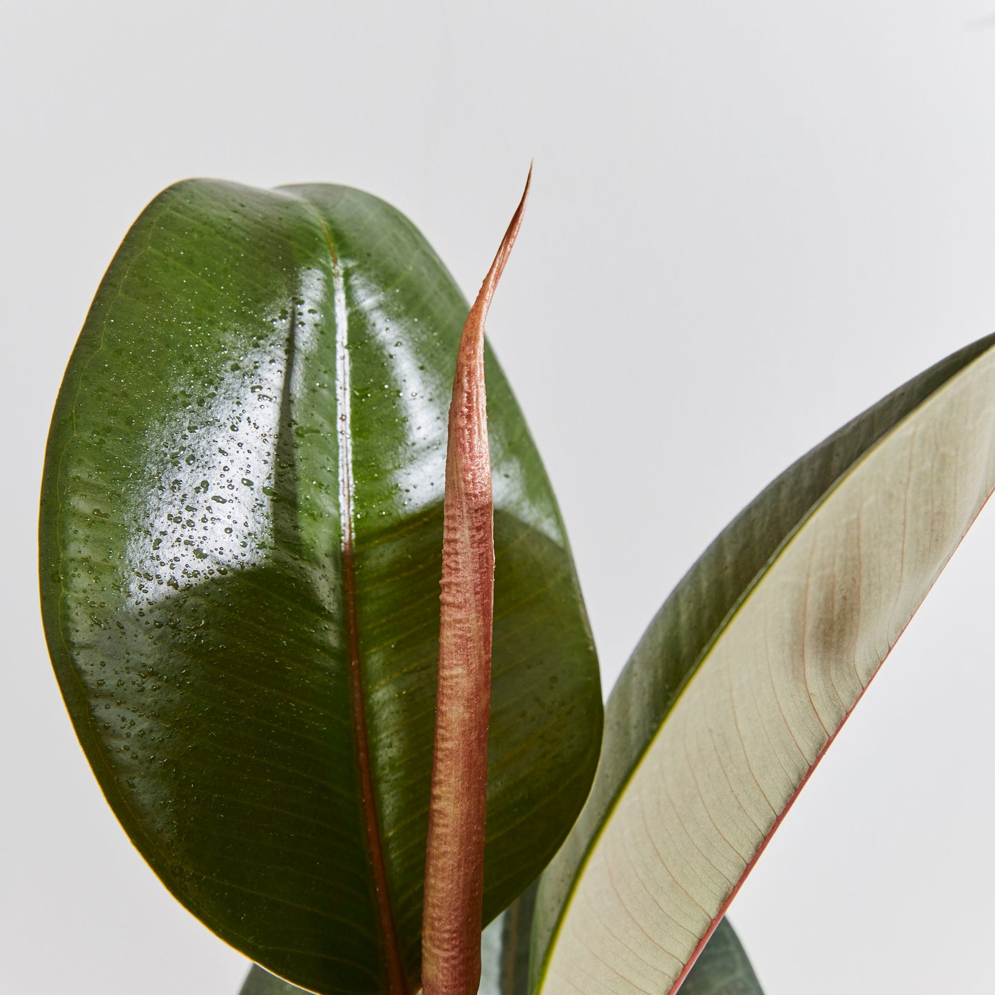 Rubber plant