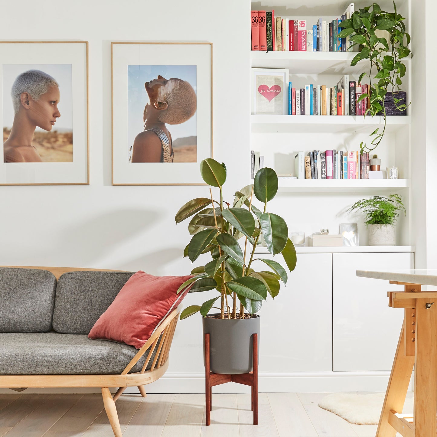 Rubber plant