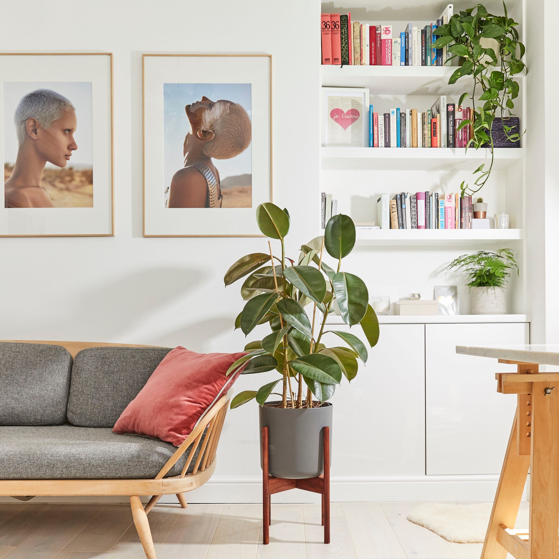 Rubber plant