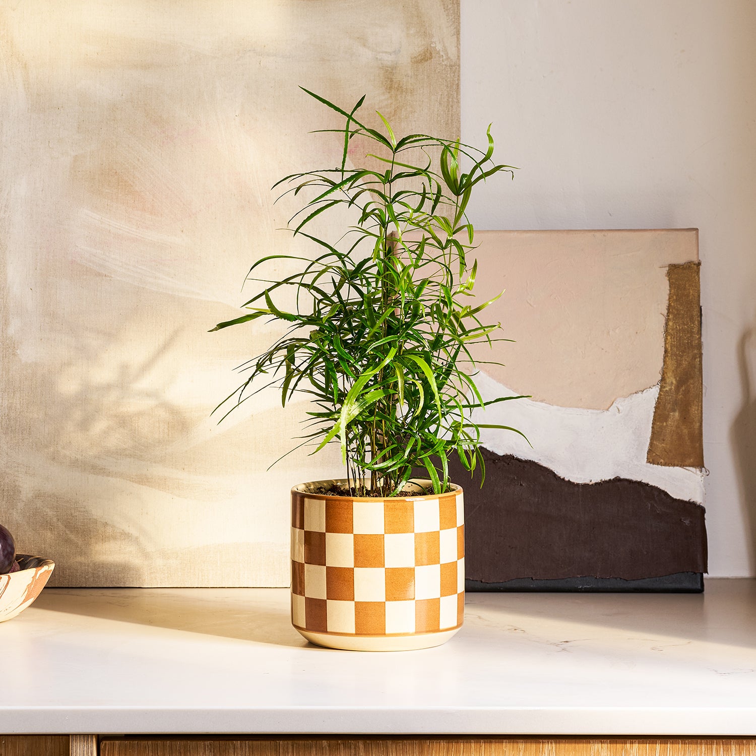 Asparagus falcatus | Patch Plants