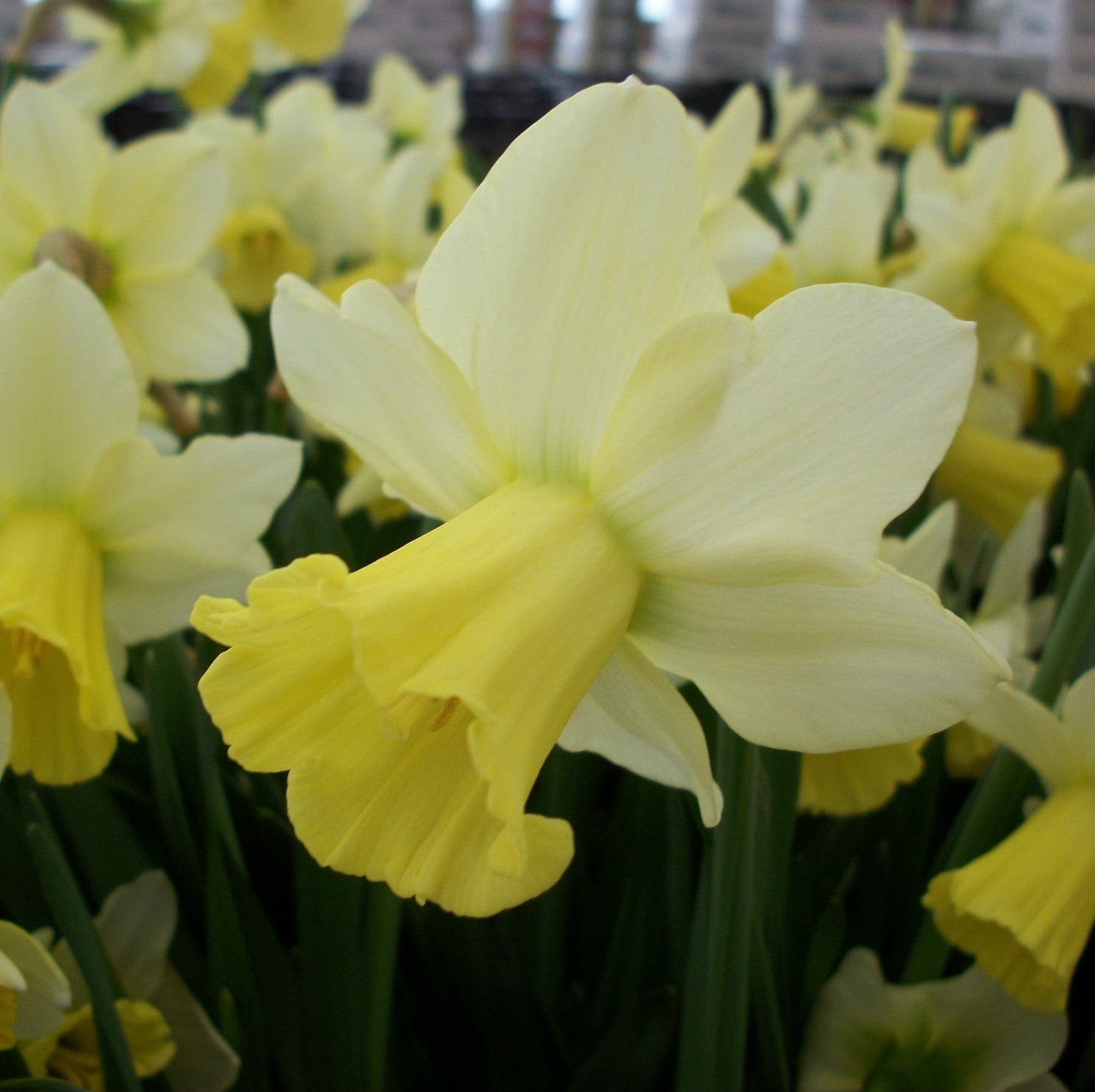 Daffodils spring bulbs