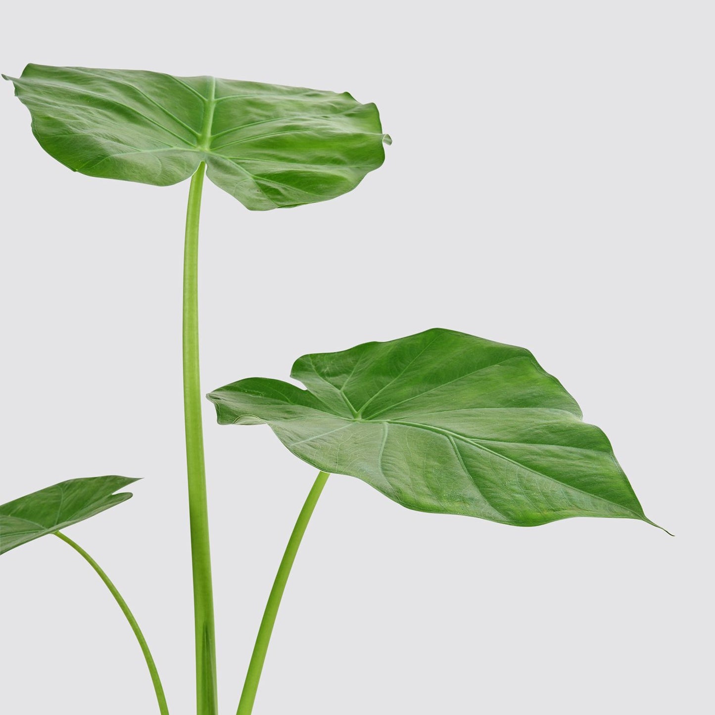 Alocasia macrorrhizos