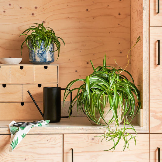 Curly Spider Plant