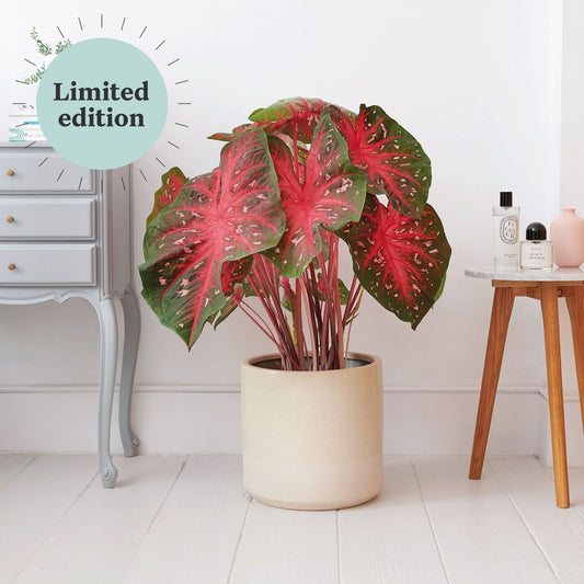 Caladium 'Kathleen'