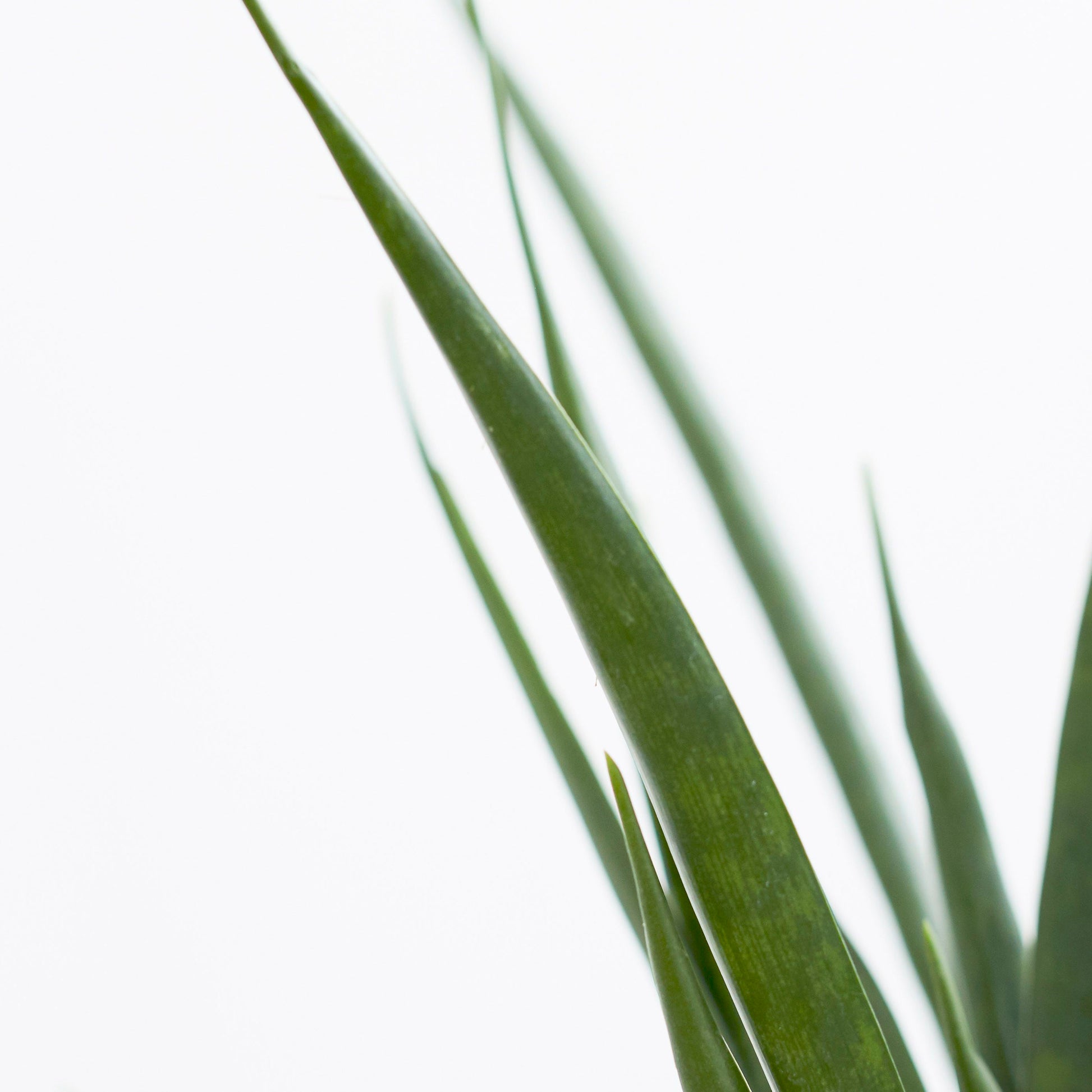 Sansevieria Kirkii