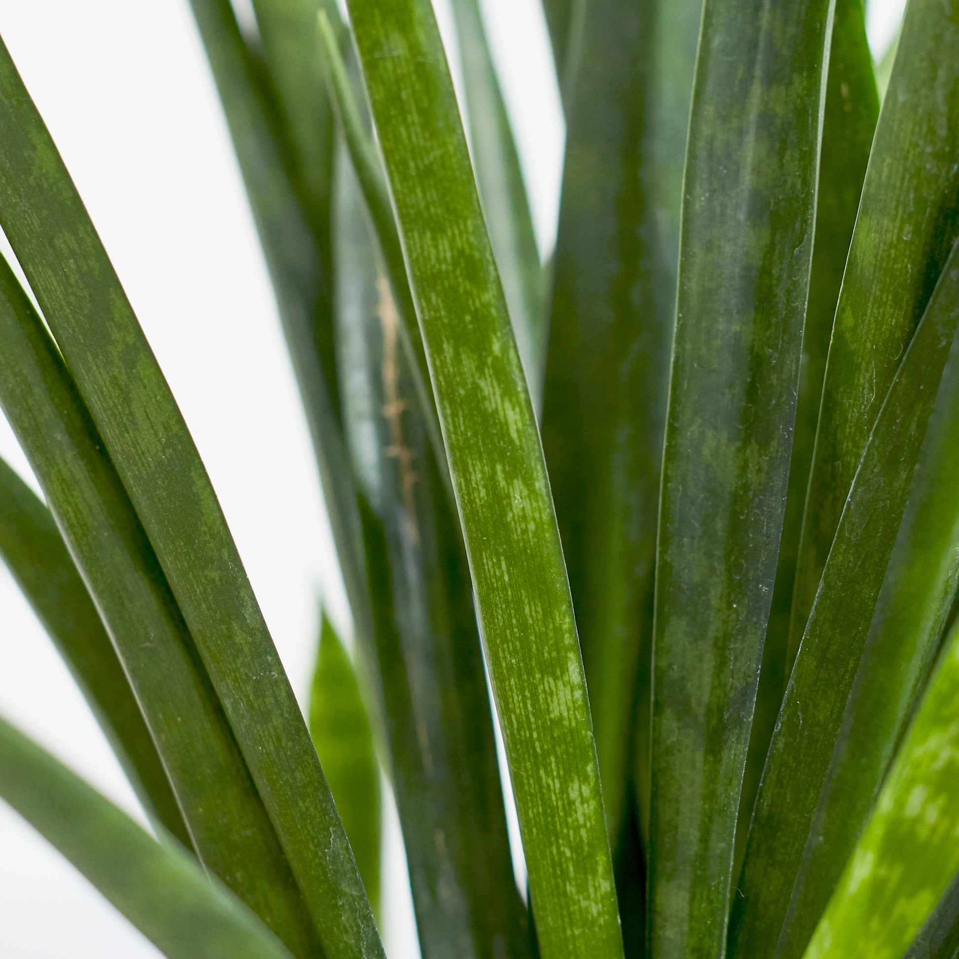 Sansevieria Kirkii
