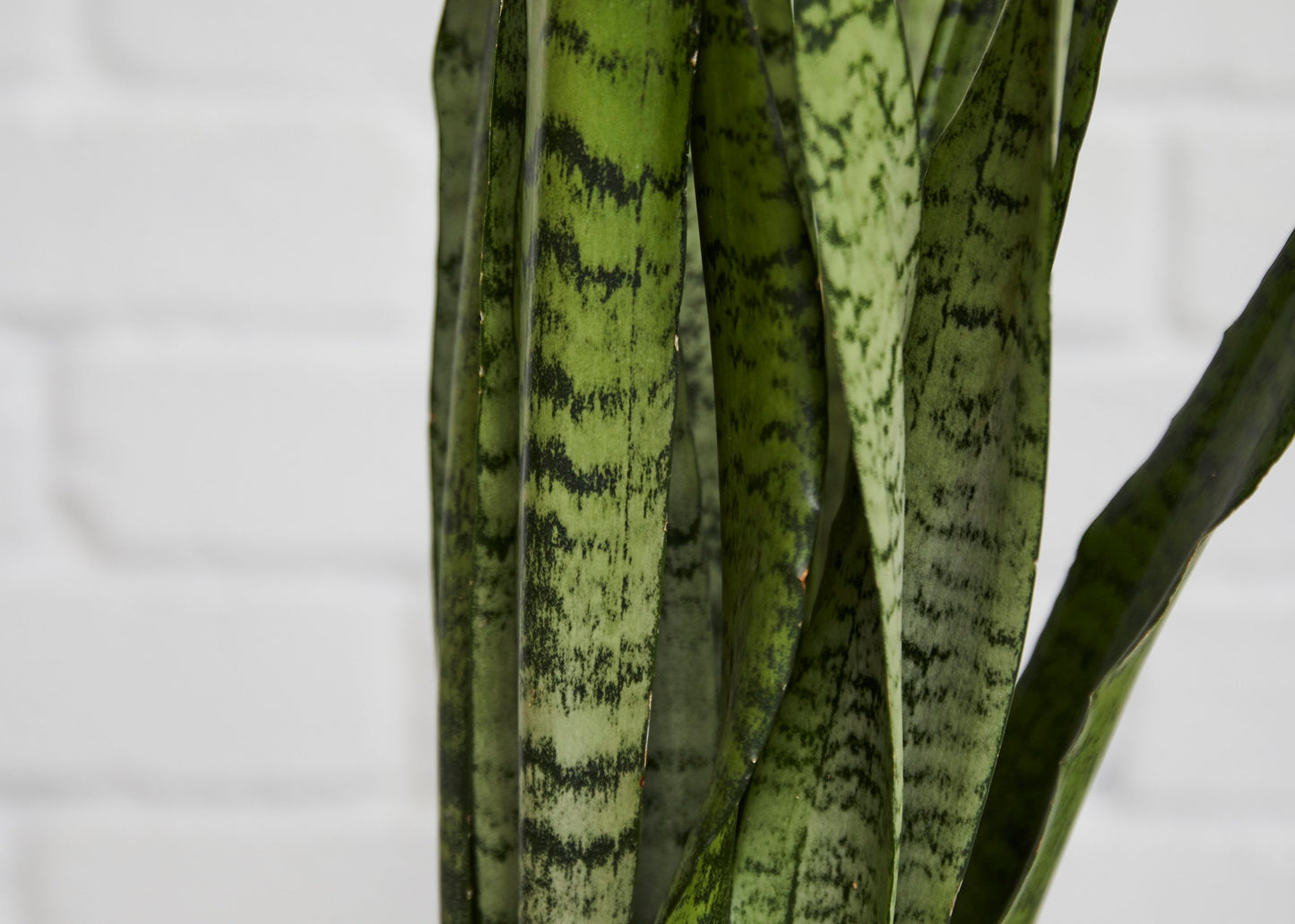 Snake Plant