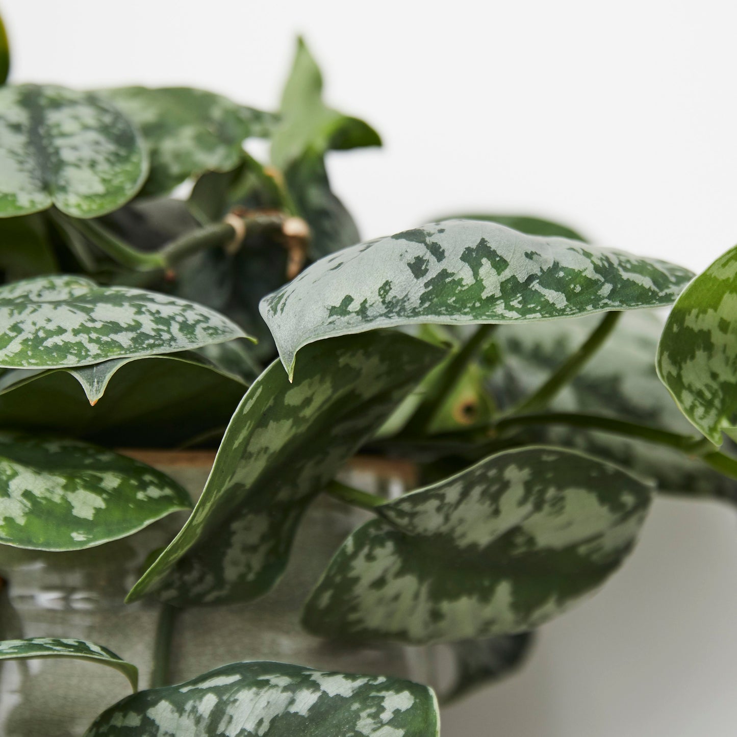 Satin Pothos