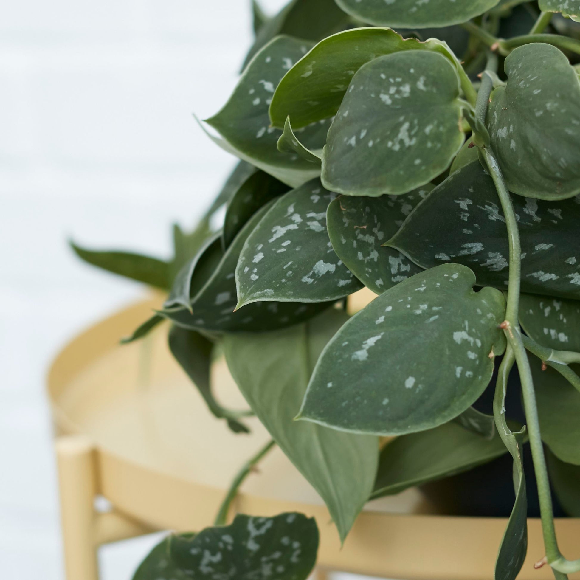 Satin Pothos