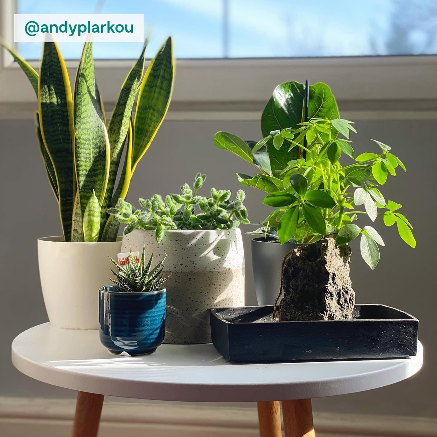 Schefflera