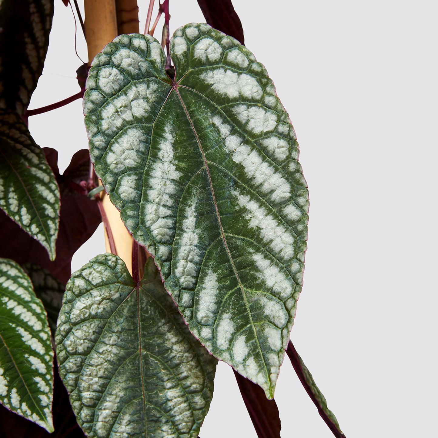 Cissus Discolor
