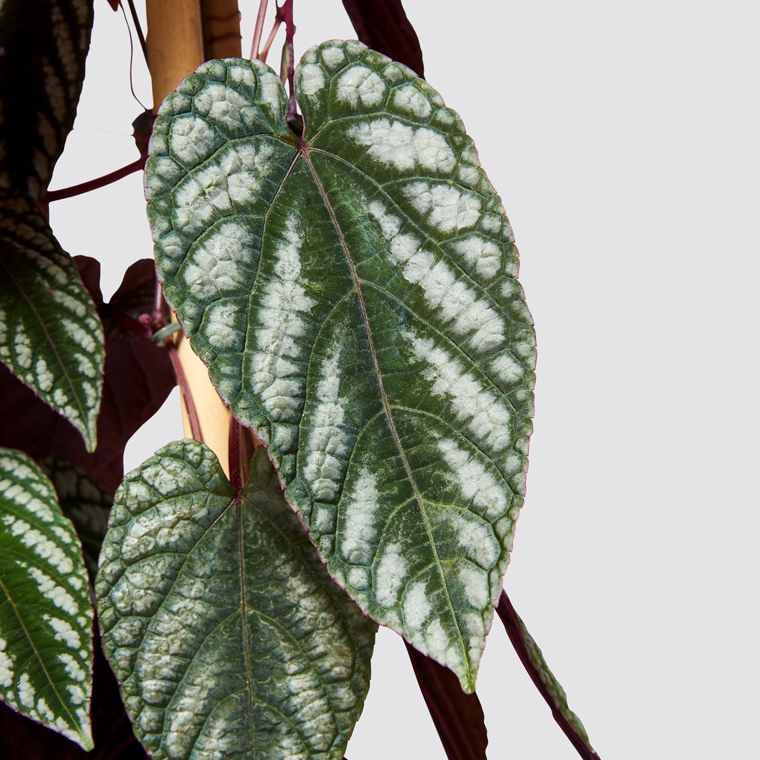 Cissus Discolor