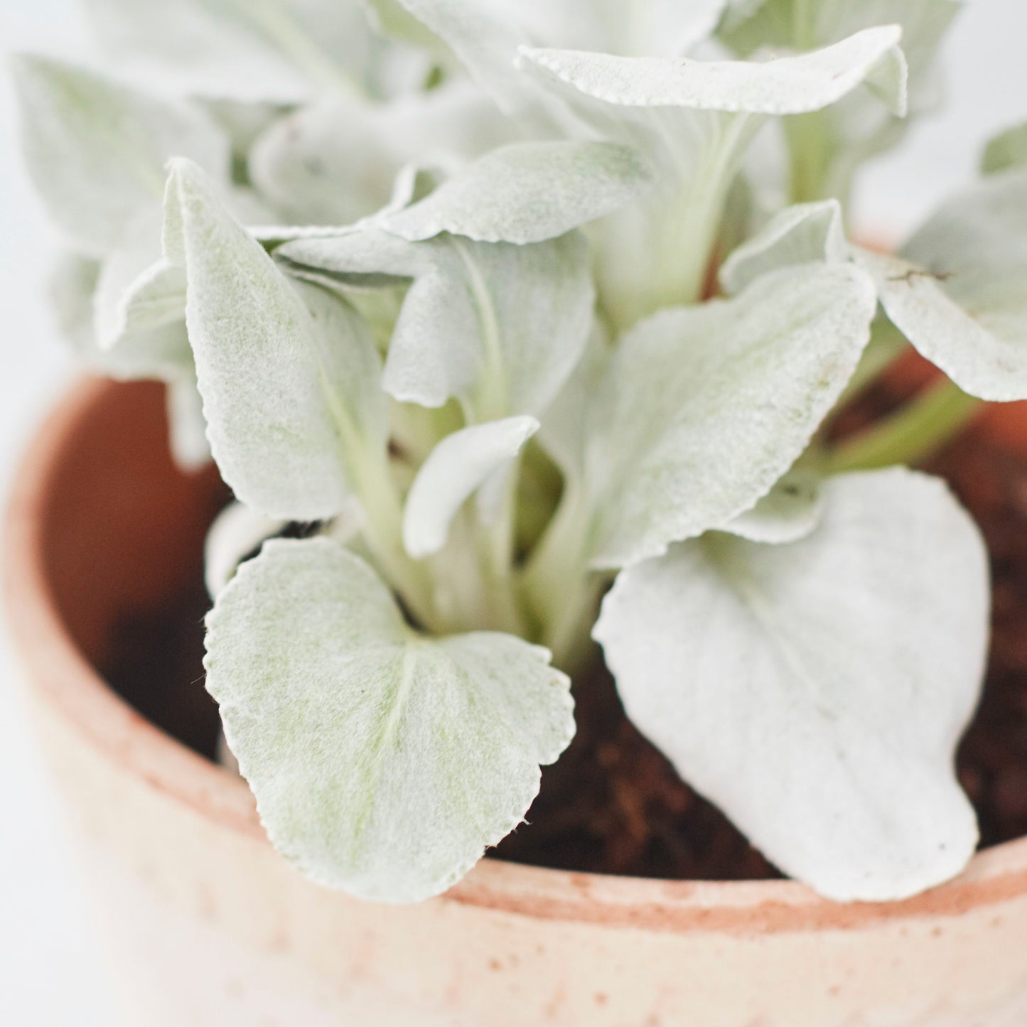 Senecio 'Angel Wings'