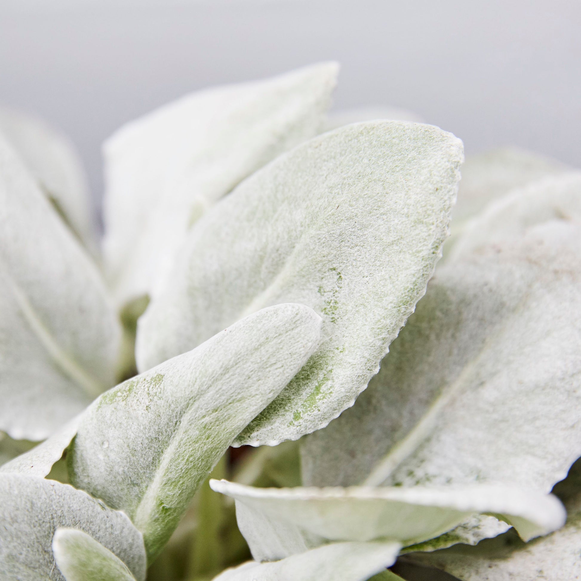 Senecio 'Angel Wings'