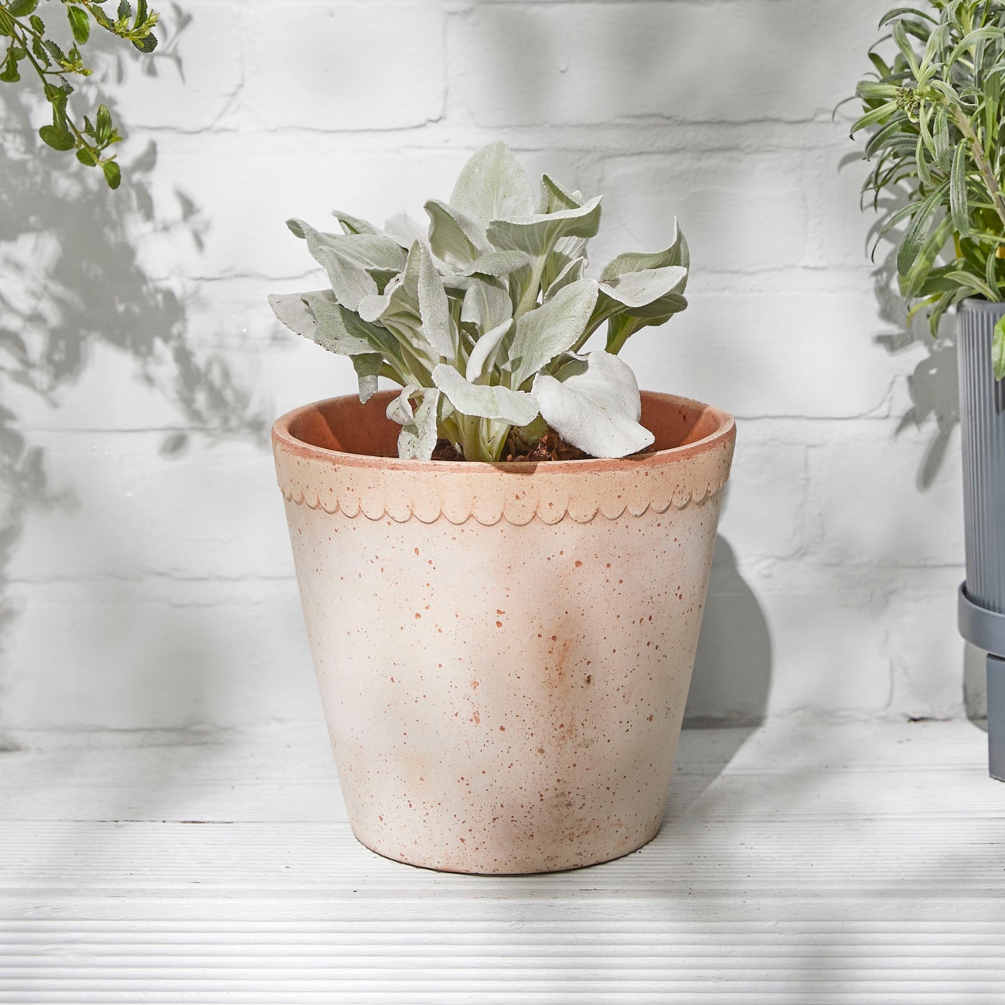 Senecio 'Angel Wings'