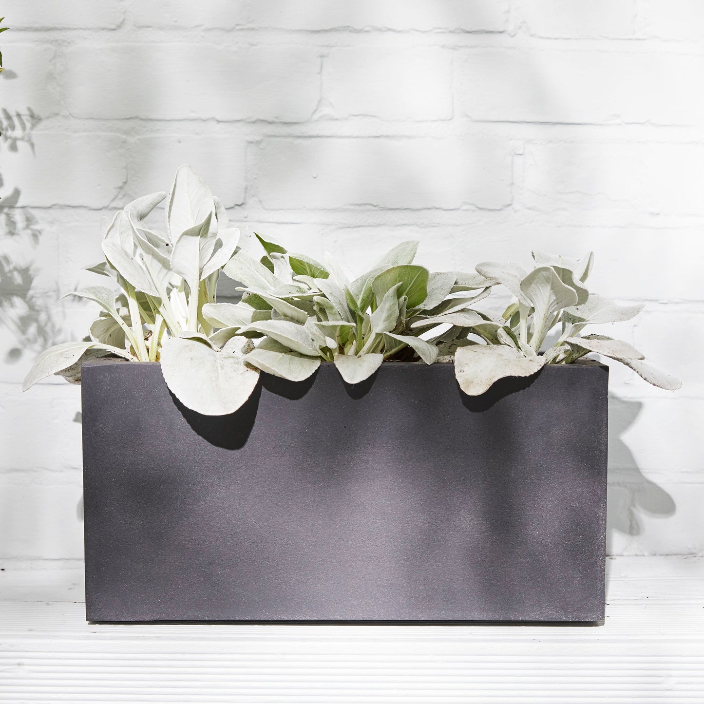 Senecio 'Angel Wings'