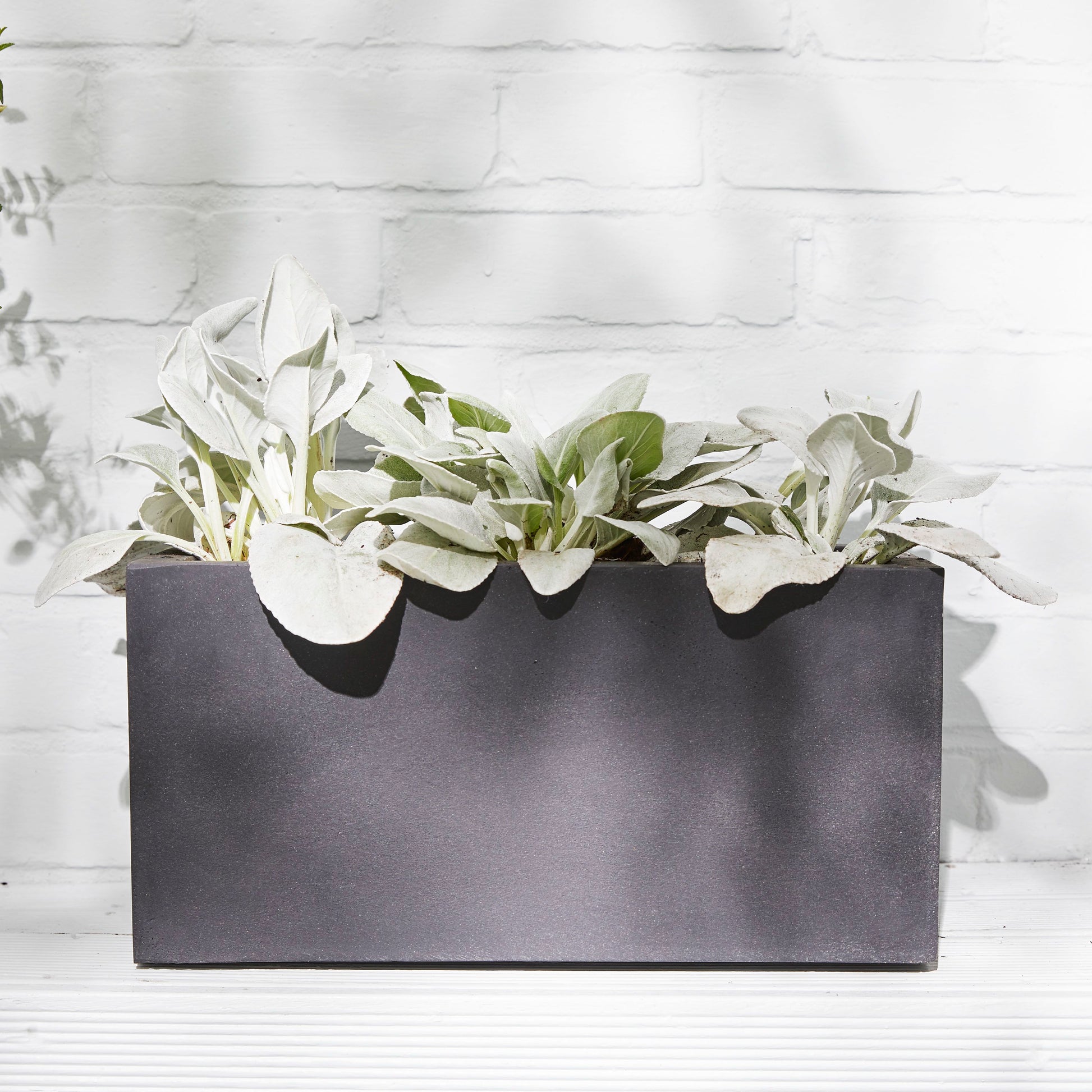 Senecio 'Angel Wings'